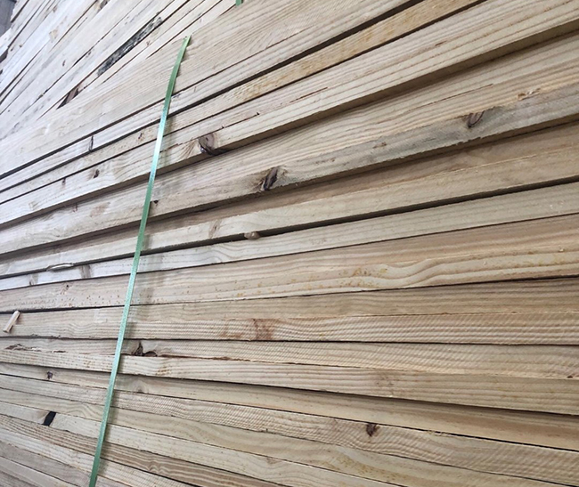 涡阳巴西松
